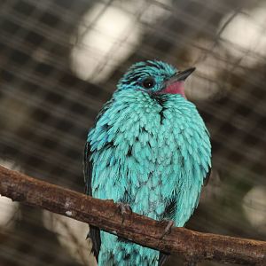Spangled Cotinga - Amazon World Zoo - March 2013