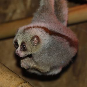Greater Slow Loris - Amazon World Zoo - March 2013