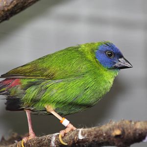 Blue-faced Parrotfinch - Amazon World Zoo - March 2013