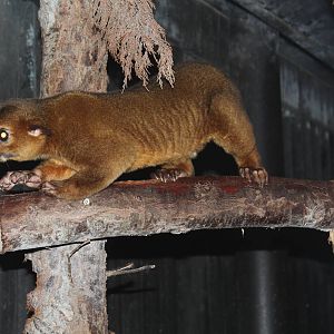 Kinkajou - Amazon World Zoo - March 2013