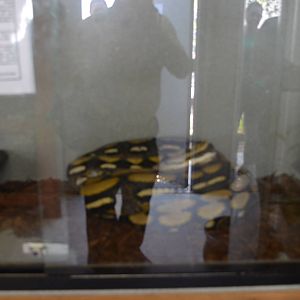 Reticulated Python: DaisyMae