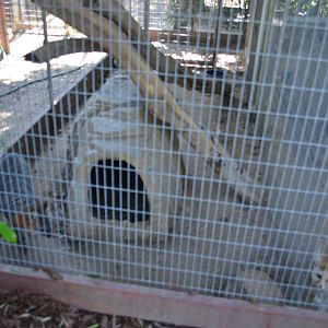 Fox Enclosures