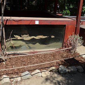 Prairie Dog Exhibit