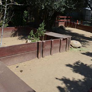 Sulcata Tortoise Yards