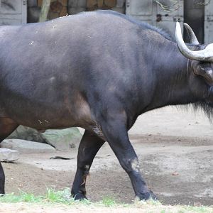 cape buffalo