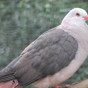 pink pigeon