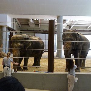 Harmonica Enrichment