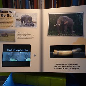 Elephant Community Graphics