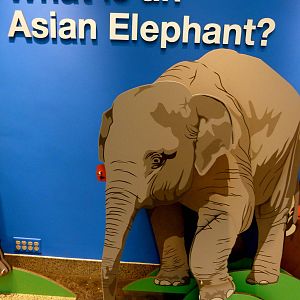 Elephant Community Graphics