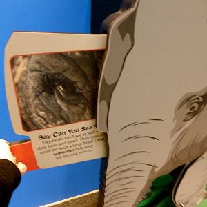 Pulled Out -- Elephant Community Graphic