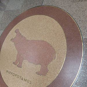 Hippo Plate on Floor