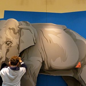 What is an Asian Elephant?