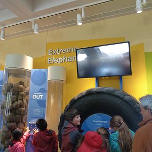 Test Your Strength: Elephant Community Center