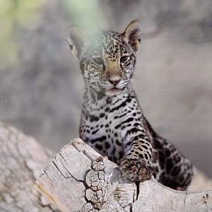 jaguar cub