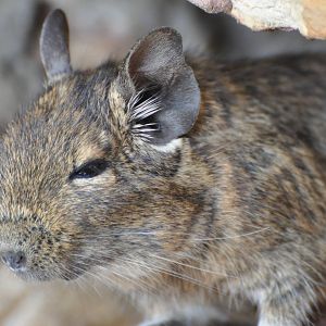 Degu / Octodon degus