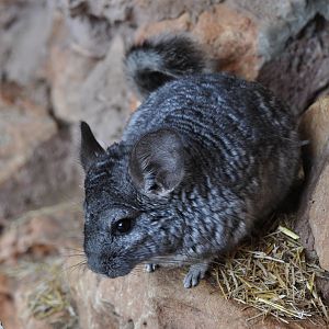 Chinchilla / Chinchilla lanigera