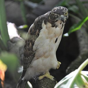 Palawan crested goshawk/ Accipiter trivirgatus palawanus