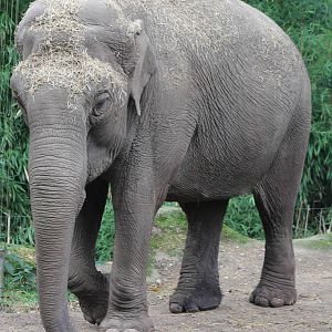 asiatic elephant