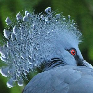 victotia crowned pigeon