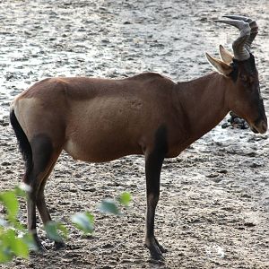 Kaama hartebeest