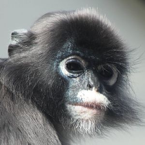 spectacled or dusky leaf monkey