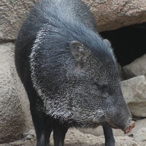 collared peccary