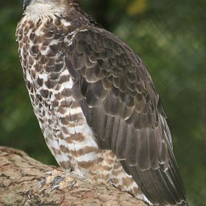 honey buzzard