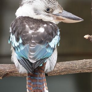 Blue-winged Kookaburra (Dacelo leachii)