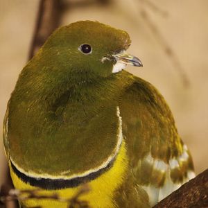 Cloven-feathered Dove (Drepanoptila holosericea) June 2012