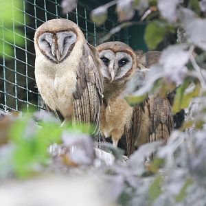 Ashy-faced Barn-Owls (Tyto glaucops)