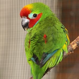 Double-eyed Fig-parrot (Cyclopsitta diophthalma) June 2012