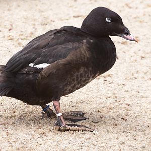 European white-winged scoter (Melanitta fusca) June 2012