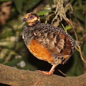 Chestnut-bellied Hill Partridge (Arborophila javanica) June 2012