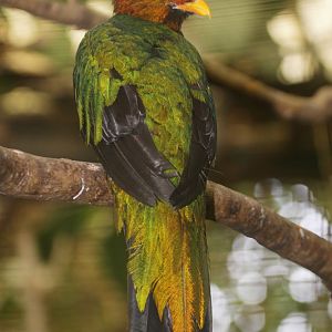 Golden-headed Quetzal (Pharomachrus auriceps) male - June 2012