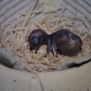Coral-billed Ground cuckoo