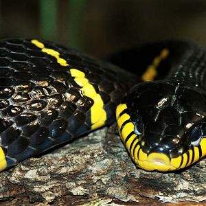Mangrove snake (Boiga dendrophila melanota)