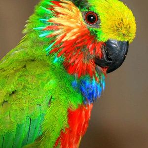 Edwards's Fig Parrot (Psittaculirostris edwardsii)
