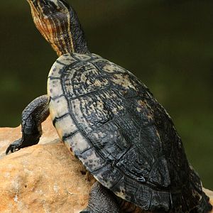 Cuban slider (Trachemys decussata)