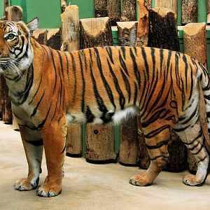 Malayan tiger (Panthera tigris jacksoni) - female