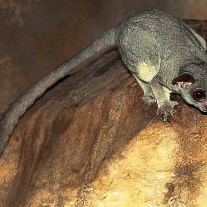 Senegal bushbaby (Galago senegalensis)