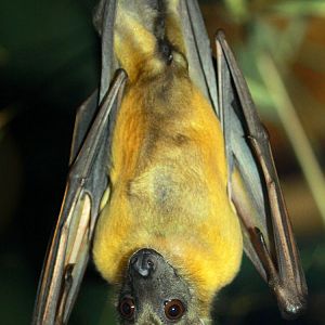 Straw-coloured fruit bat (Eidolon helvum)