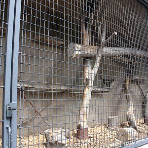 Aalborg Zoo - Green monkey exhibit