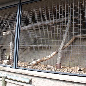 Aalborg Zoo - Green monkey exhibit