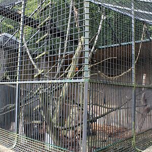 Aalborg Zoo - Capuchin monkey exhibit
