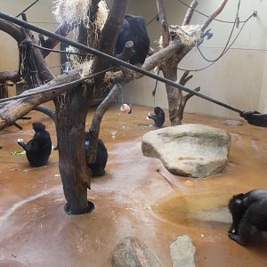 Aalborg Zoo - Chimpanzee House