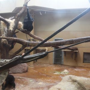 Aalborg Zoo - Chimpanzee House