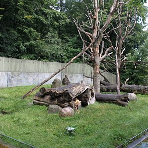 Aalborg Zoo - Chimpanzee exhibit