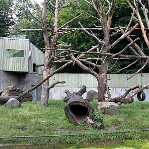 Aalborg Zoo - Chimpanzee exhibit