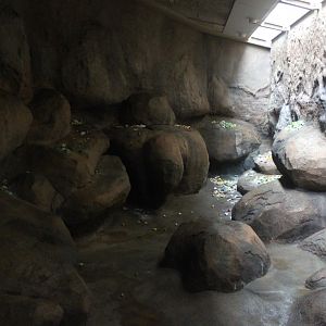 Aalborg Zoo - Baboon House