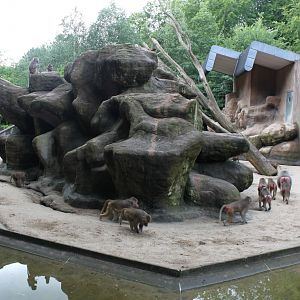 Aalborg Zoo - Baboon Island